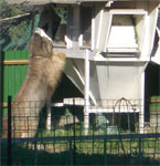 Тиль охотится на кроликов. лето 2007